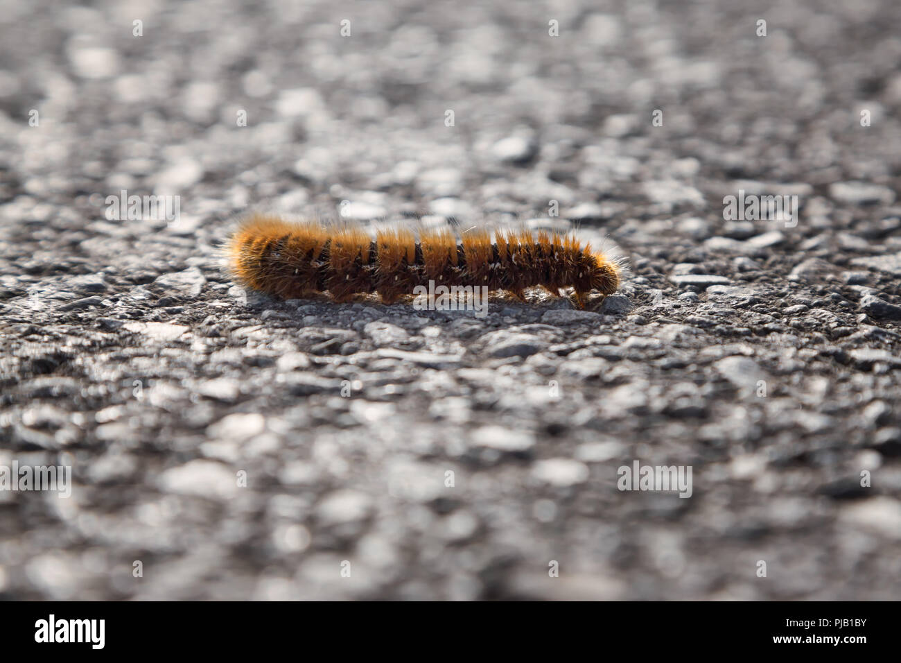 Caterpillar kriechen auf der Straße Stockfoto