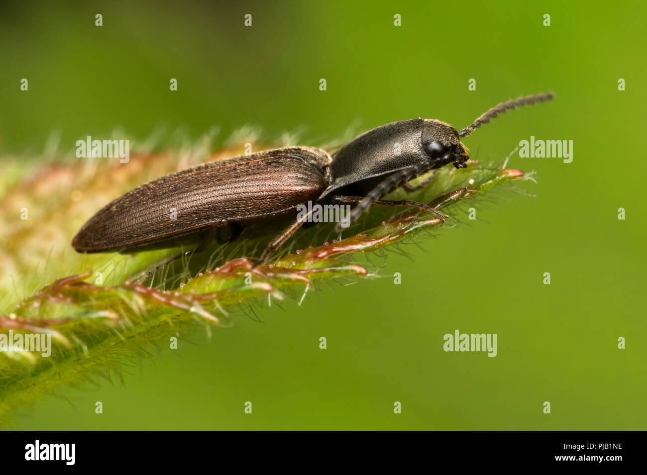 Klicken Sie auf Käfer in Ruhe am Rand des Blattes. Tipperary, Irland Stockfoto