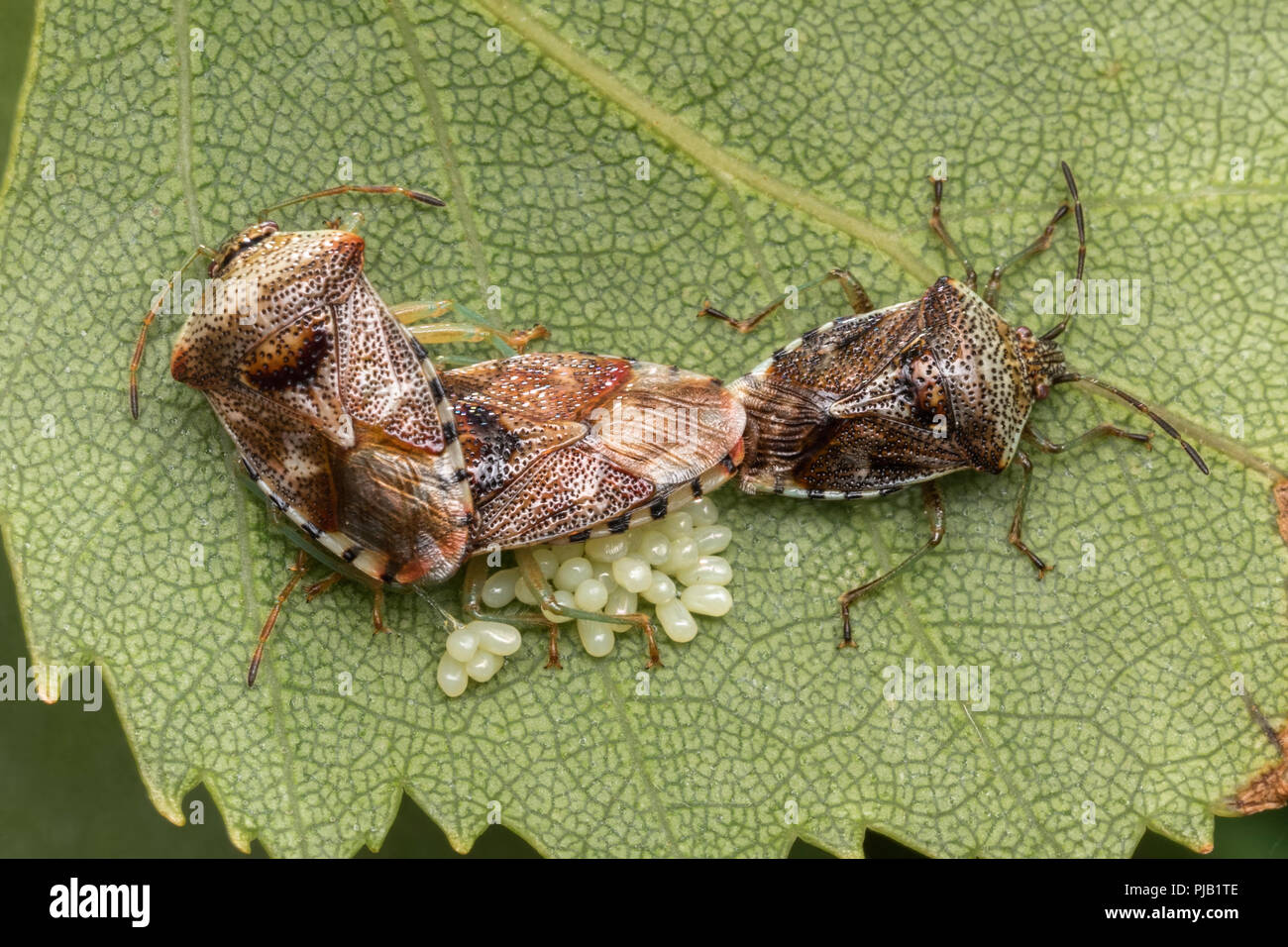 Übergeordnete Bugs (Elasmucha grisea) mit Eier auf der Unterseite der Birke Blatt. Tipperary, Irland Stockfoto