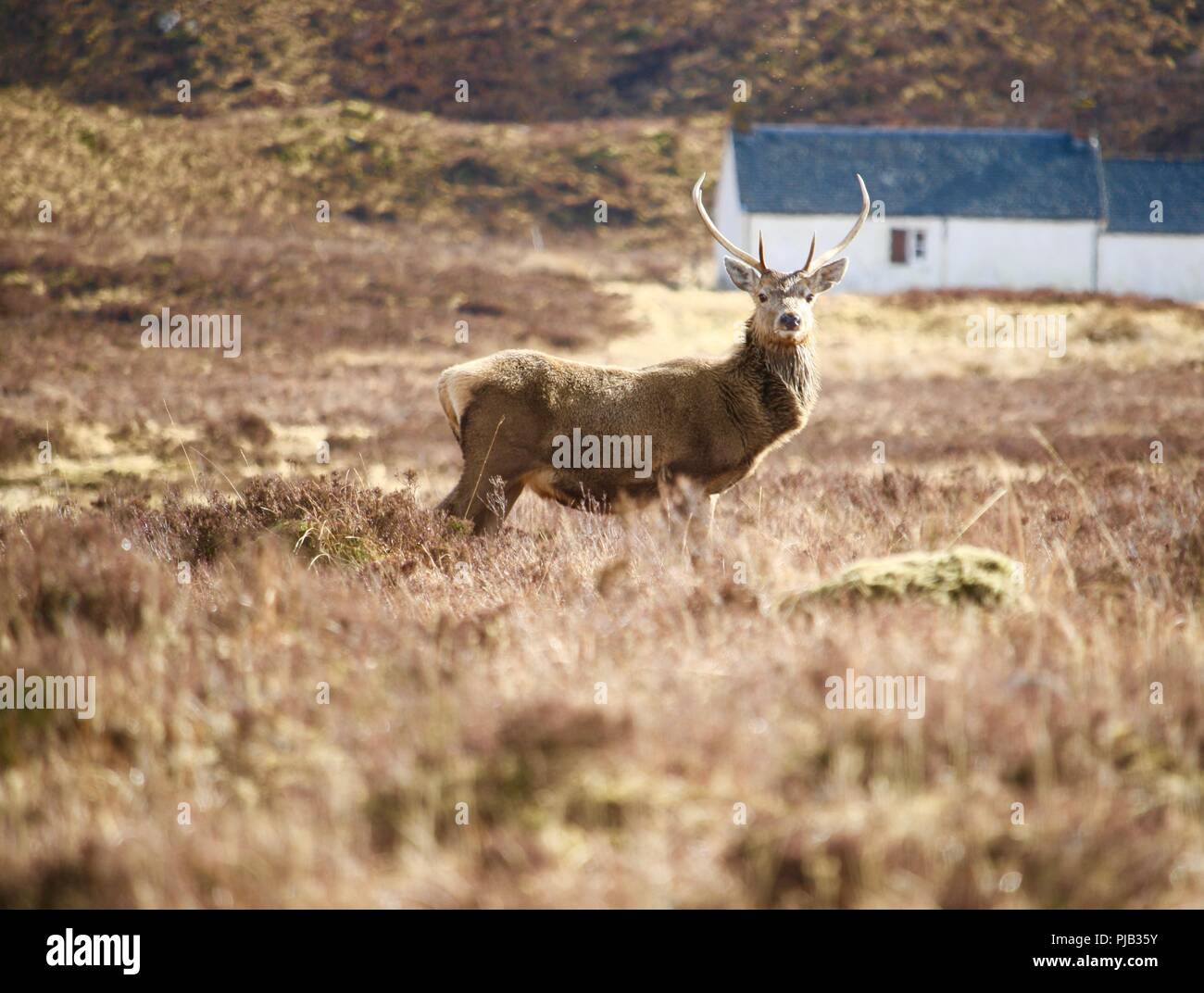 Roter Hirsch Hirsche, Torridon, Highlands, April, Schottland, Großbritannien Stockfoto