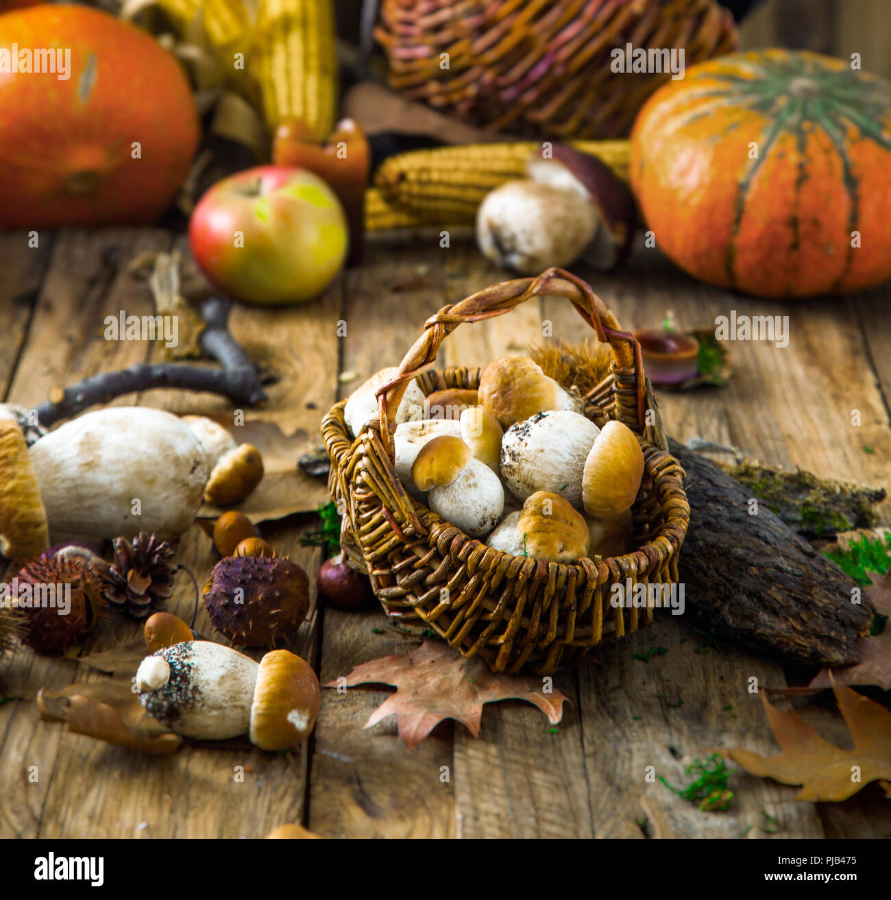 Pilz über Holz- Hintergrund. Herbst Steinpilze auf Holz. Herbst Wald Obst Stockfoto