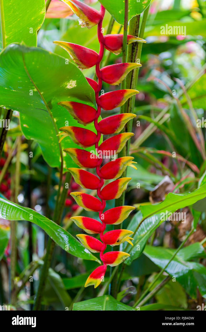 Palmen Und Uppigem Regenwald Pflanzen Khao Sok National Park Stockfotografie Alamy