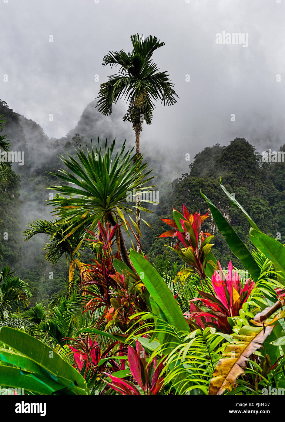 Palmen und üppigem Regenwald pflanzen Khao Sok National Park  Stockfotografie - Alamy