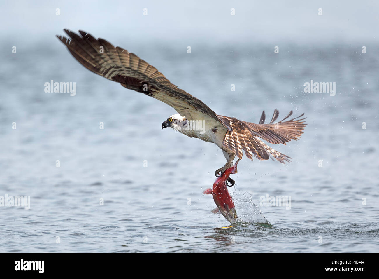 Eine osprey fliegt mit einem Kokanee Lachse nach dem Fang in Hayden Lake im Norden von Idaho. Stockfoto