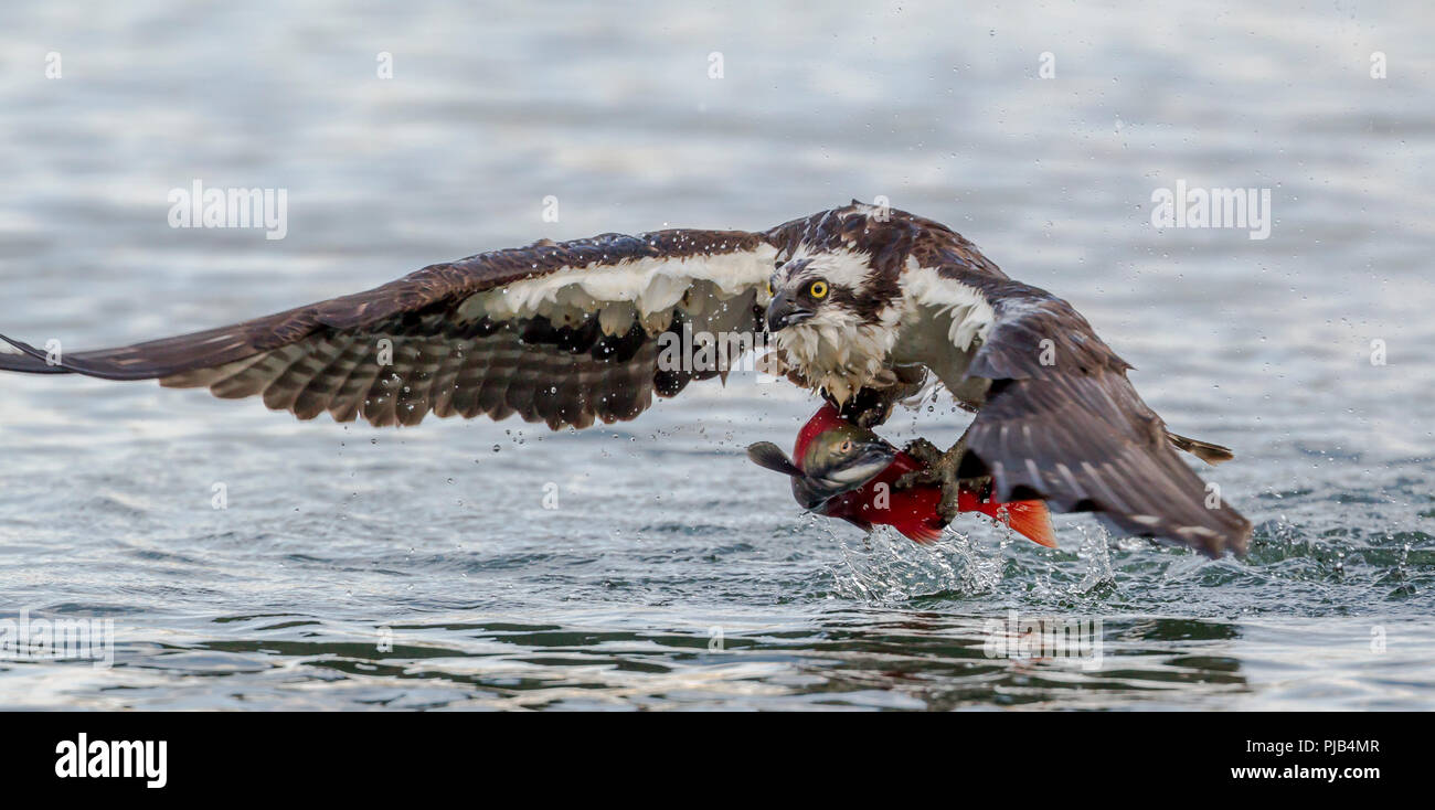 Eine osprey fliegt mit einem Kokanee Lachse nach dem Fang in Hayden Lake im Norden von Idaho. Stockfoto