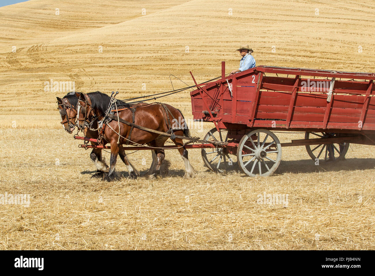 Colfax, Washington USA - 09-03-2018. Editorial Foto von Männern fahren Zugpferde einen Wagen bei der jährlichen Colfax dreschen Biene in Colfax, Waschmaschine zu ziehen Stockfoto