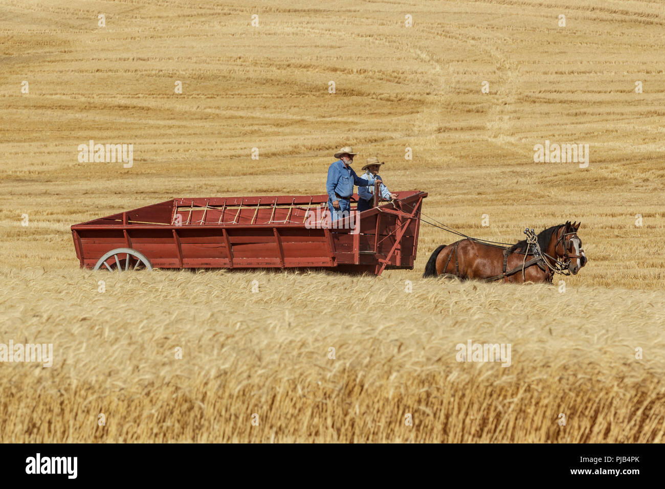 Colfax, Washington USA - 09-03-2018. Editorial Foto von Männern fahren Zugpferde einen Wagen bei der jährlichen Colfax dreschen Biene in Colfax, Waschmaschine zu ziehen Stockfoto