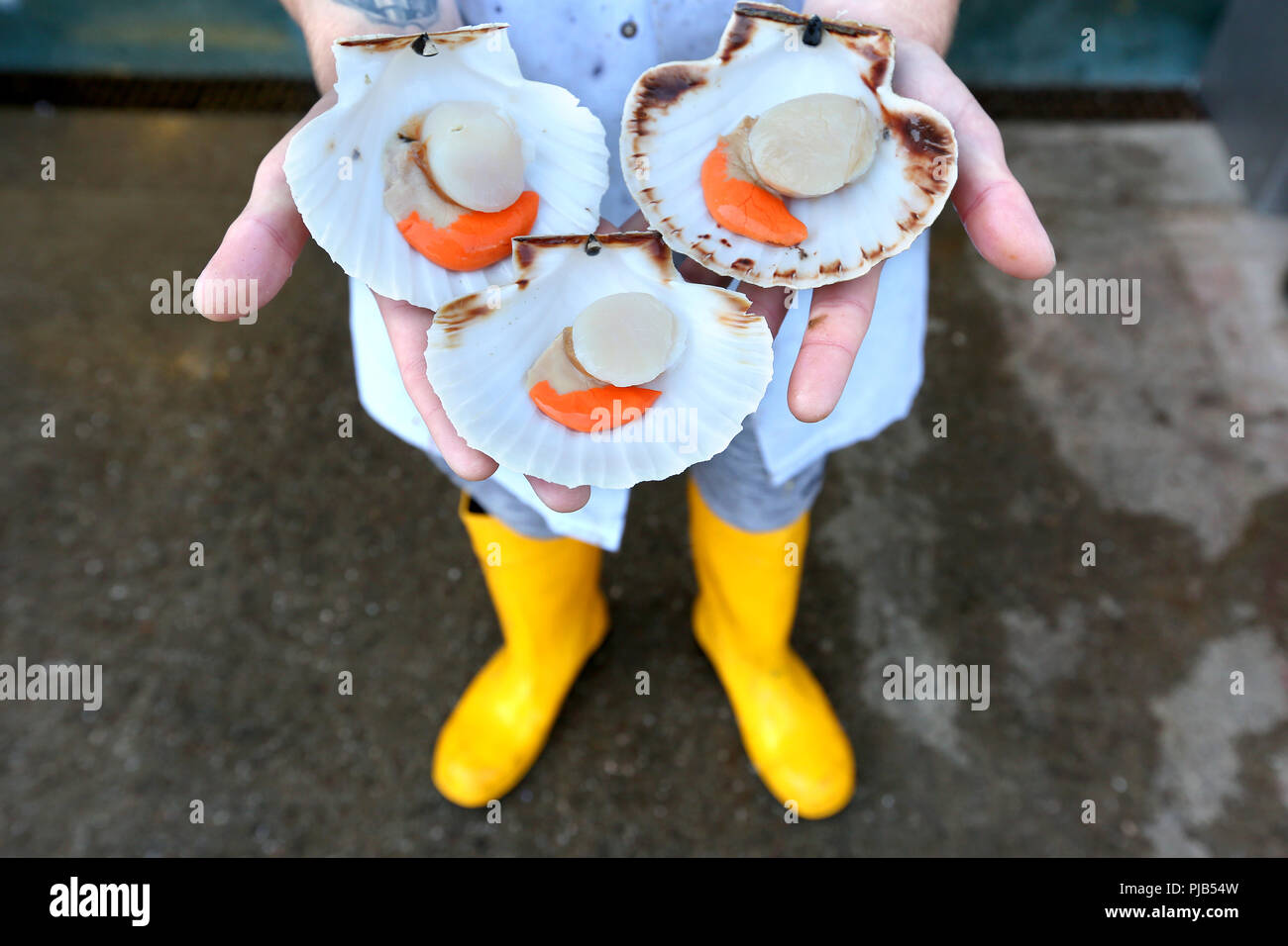 Ein Fischer hält eine Handvoll Jakobsmuscheln in Brixham Fischmarkt. Stockfoto