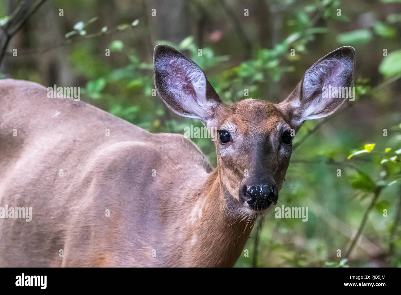 Weibliche Weißwedelhirsche (Odocoileus virginianus) im Wald. Stockfoto