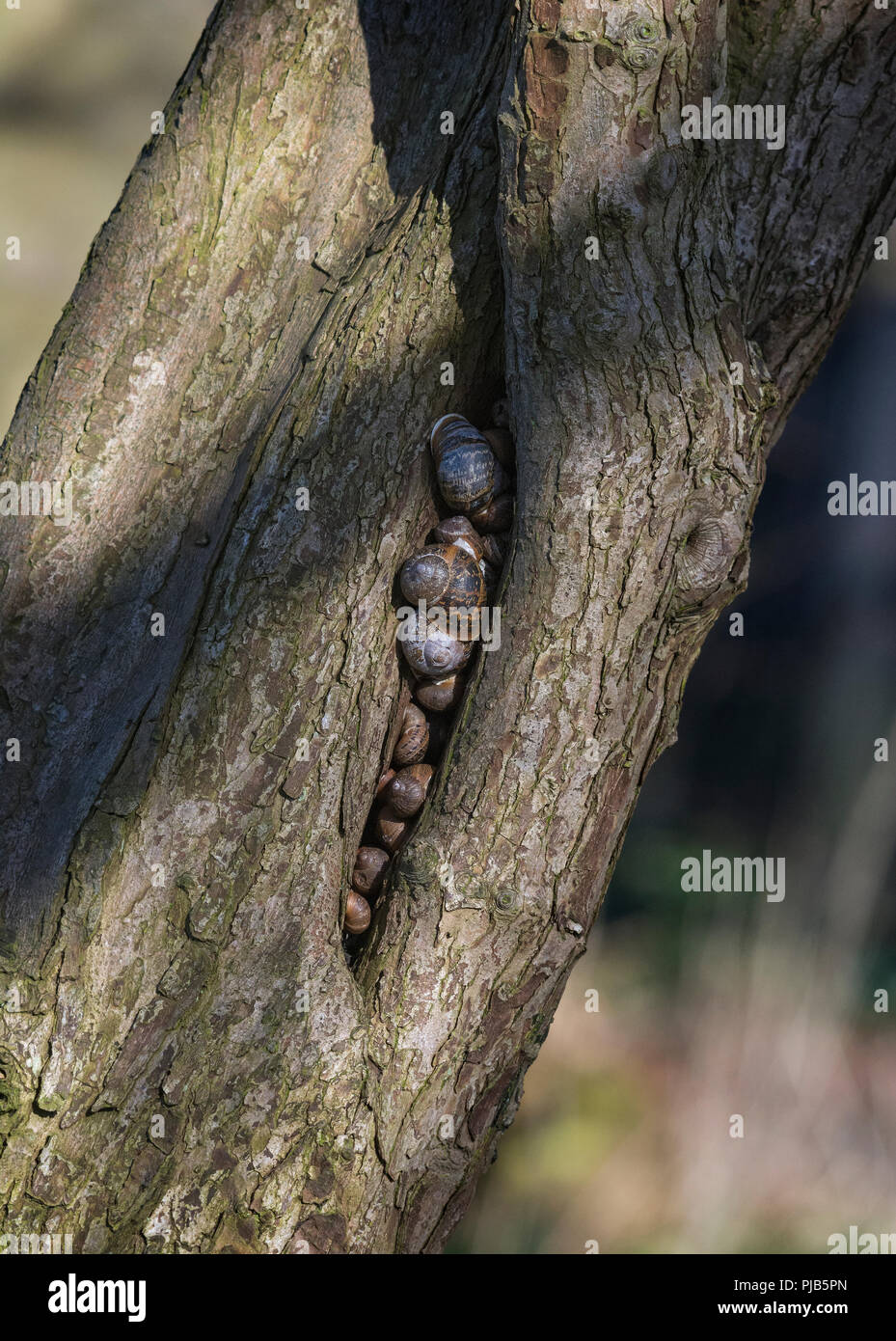 Hibernating land Schnecken, Helix aspersa, in einem Riss im Baum, Lancashire, Großbritannien Stockfoto