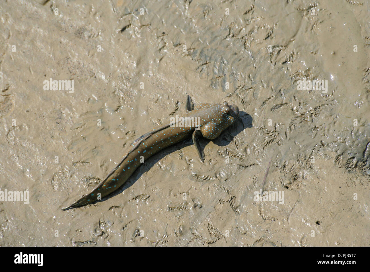 Eine große Blaupunktrochen schlammspringer (Boleophthalmus boddarti) auf freiliegenden Wattenmeer bei Ebbe in Malakka, Malaysia. Stockfoto