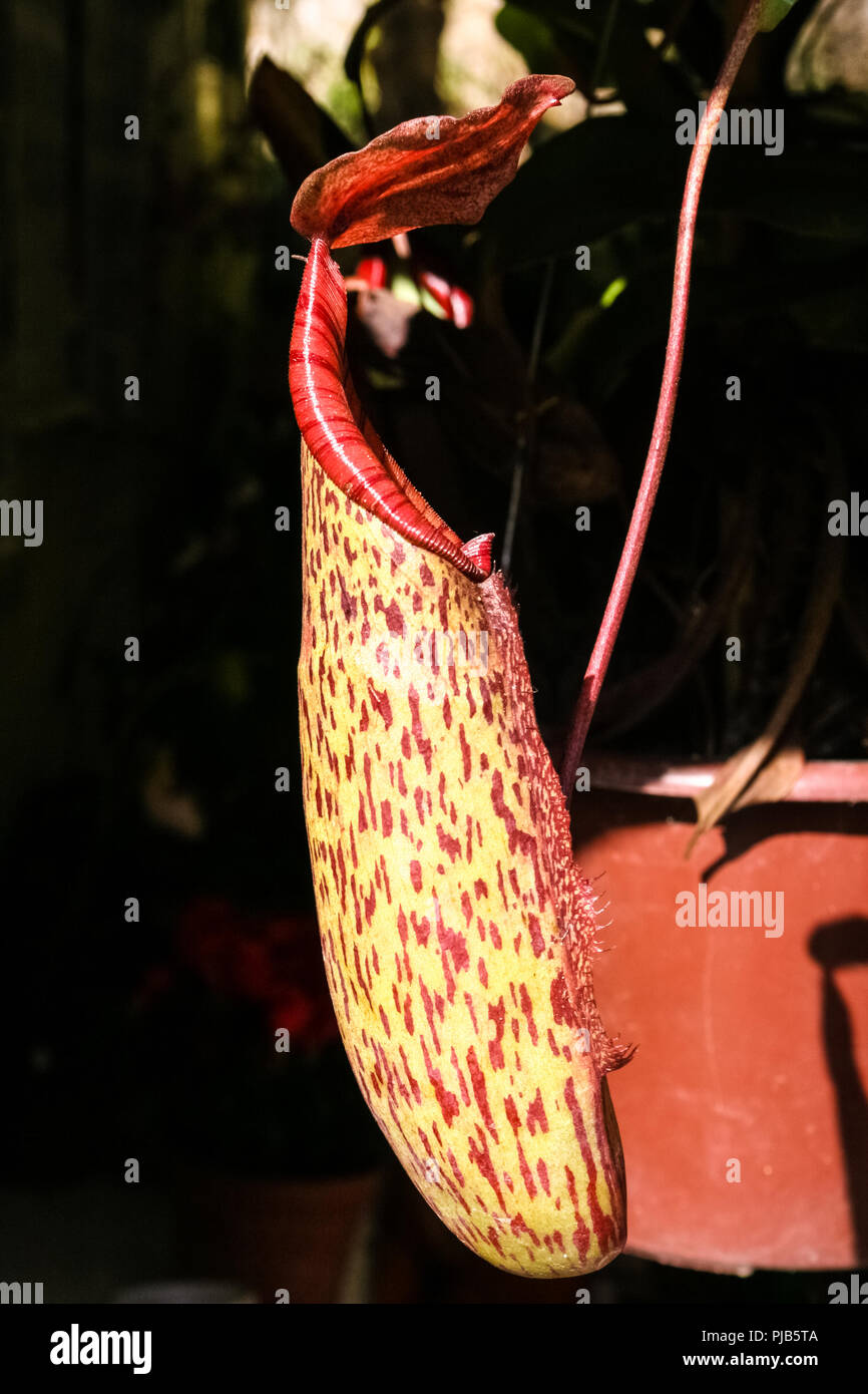 In der Nähe von einem schönen Rot-gesprenkelte Pitfall trap hängend eine Ranke, die fleischfressende Kannenpflanze (Nepenthes macfarlanei gehört)... Stockfoto