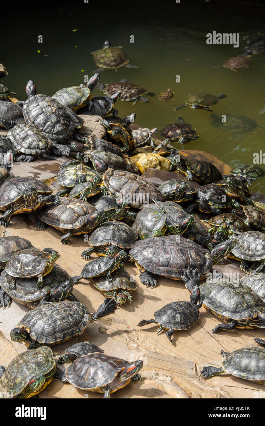 Menge Rotwangen-schmuckschildkröte (TRACHEMYS SCRIPTA elegans) Schwimmen und Sonnenbaden in einem chinesischen Tempel in Malaysia. Stockfoto