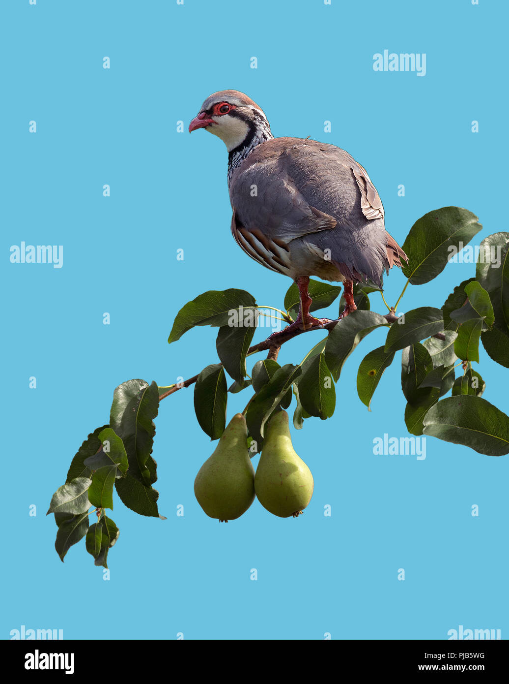 Red-legged Partridge, alectoris Rufa, in einem Birnbaum, auf flachen Hintergrund Stockfoto