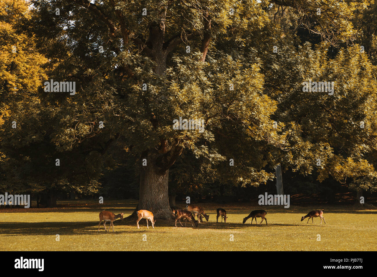 Eine Gruppe junger Hirsch im Herbst Wanderungen in einer Wiese in der Nähe von einem Wald in einen natürlichen Lebensraum. Stockfoto