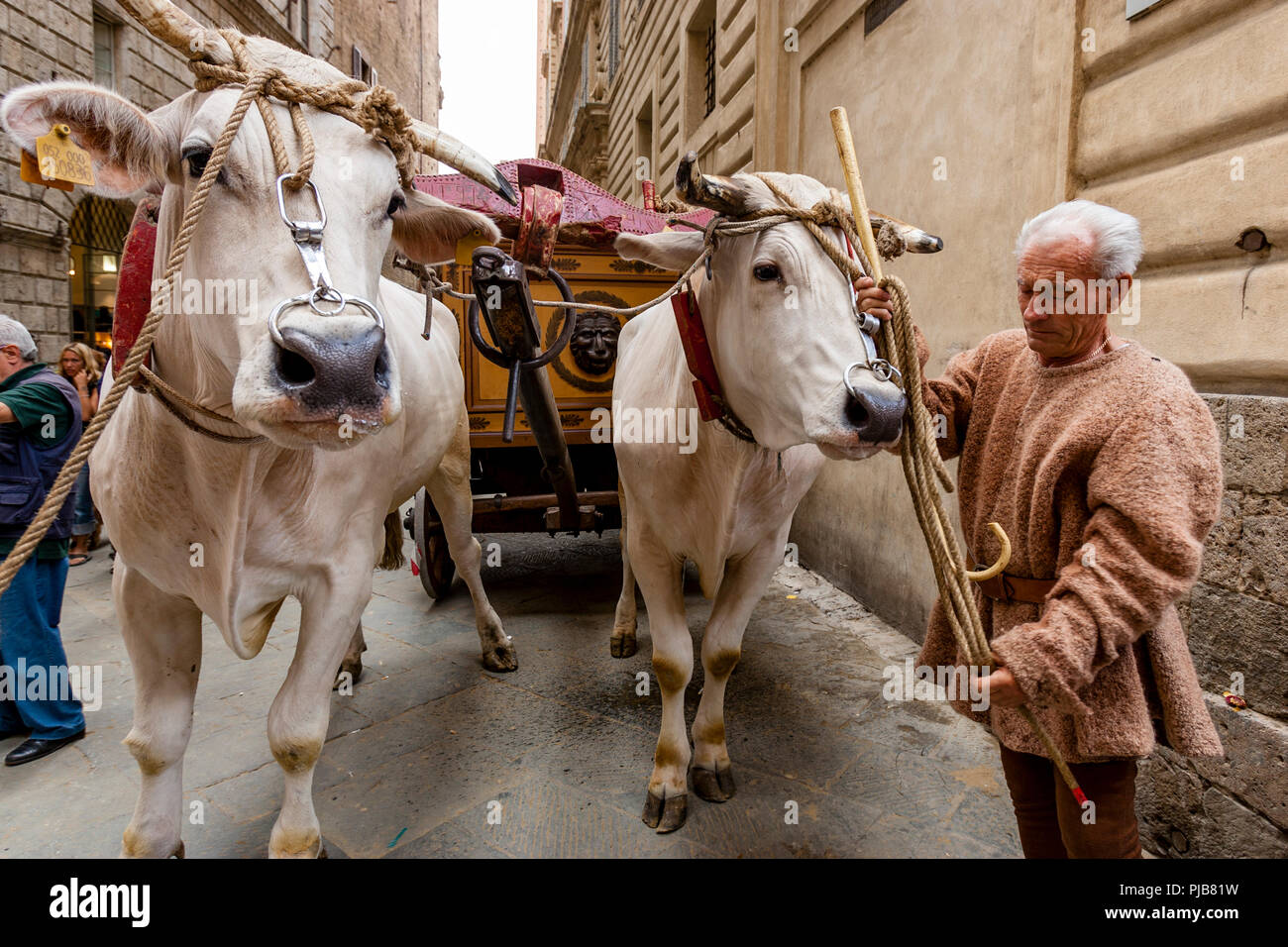 Die traditionelle "weißen Ochsen" sind durch die Straßen von Siena und der Palio di Siena, Siena, Italien vorgeführt Stockfoto