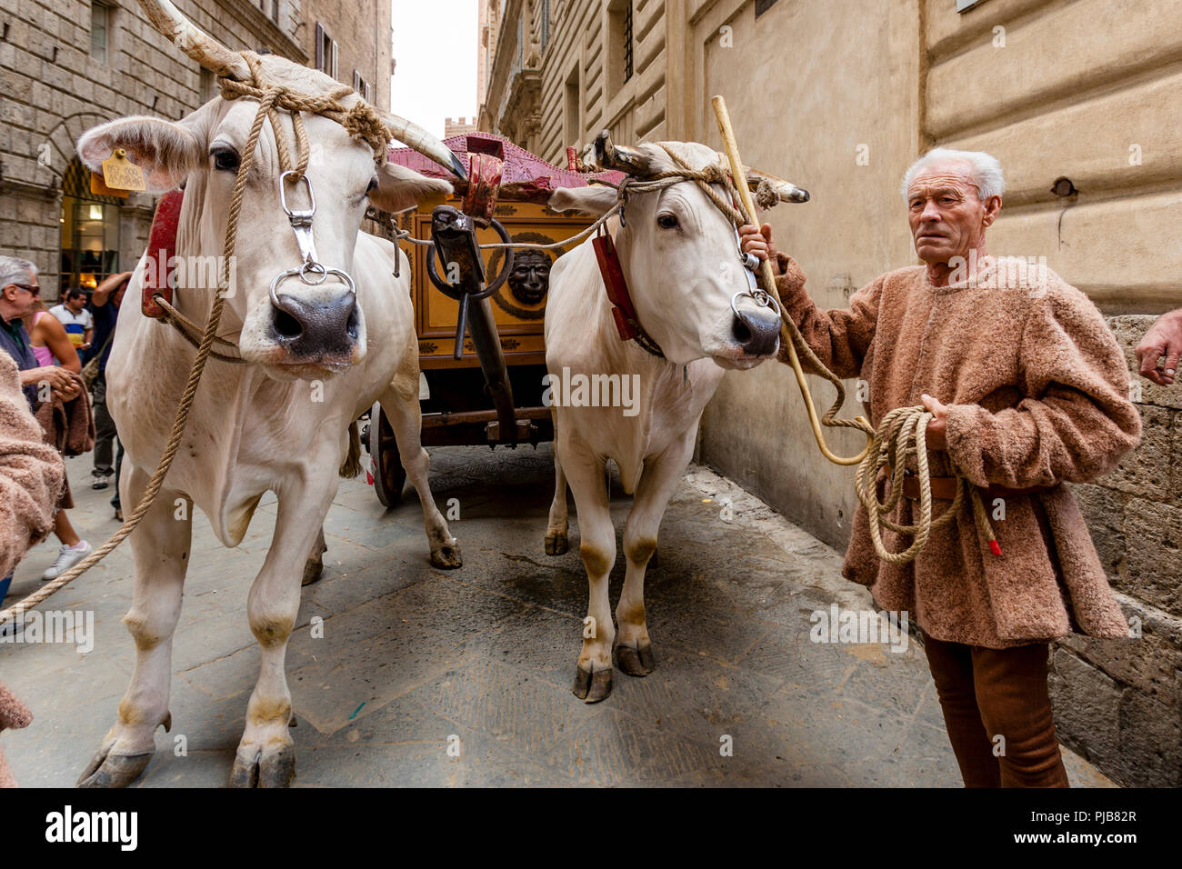 Die traditionelle "weißen Ochsen" sind durch die Straßen von Siena und der Palio di Siena, Siena, Italien vorgeführt Stockfoto
