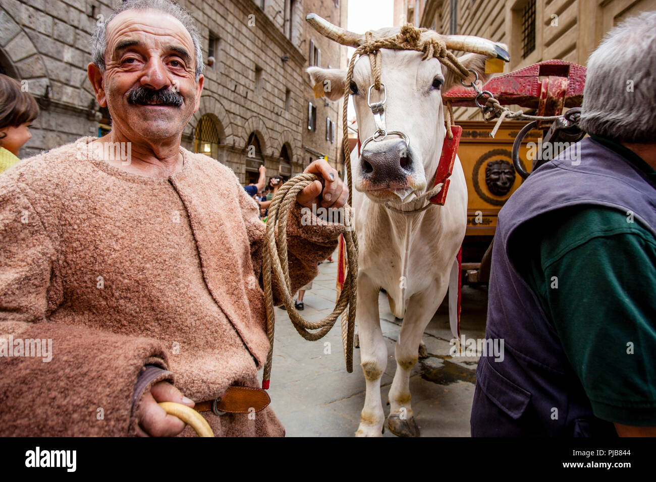 Die traditionelle "weißen Ochsen" sind durch die Straßen von Siena und der Palio di Siena, Siena, Italien vorgeführt Stockfoto