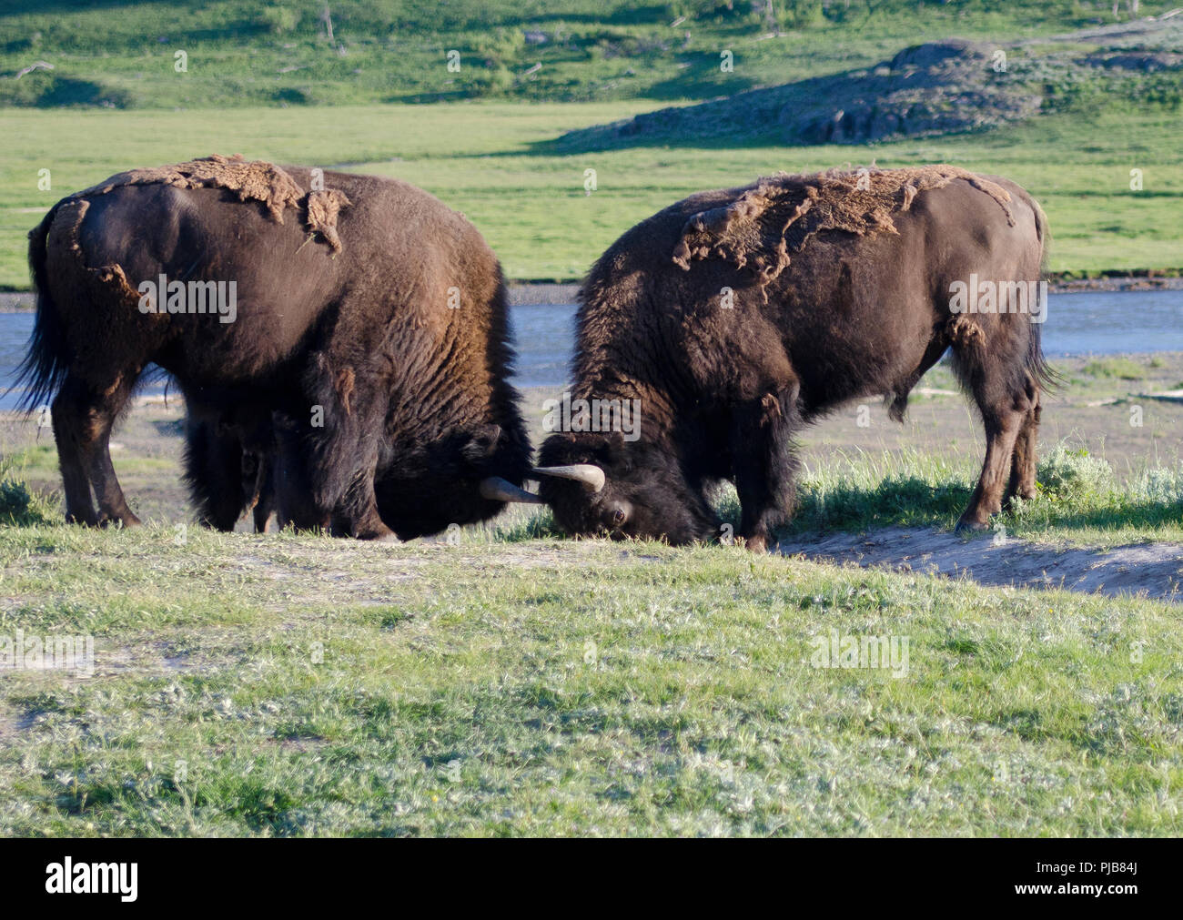 Bison yellowstone nationalpark -Fotos und -Bildmaterial in hoher ...