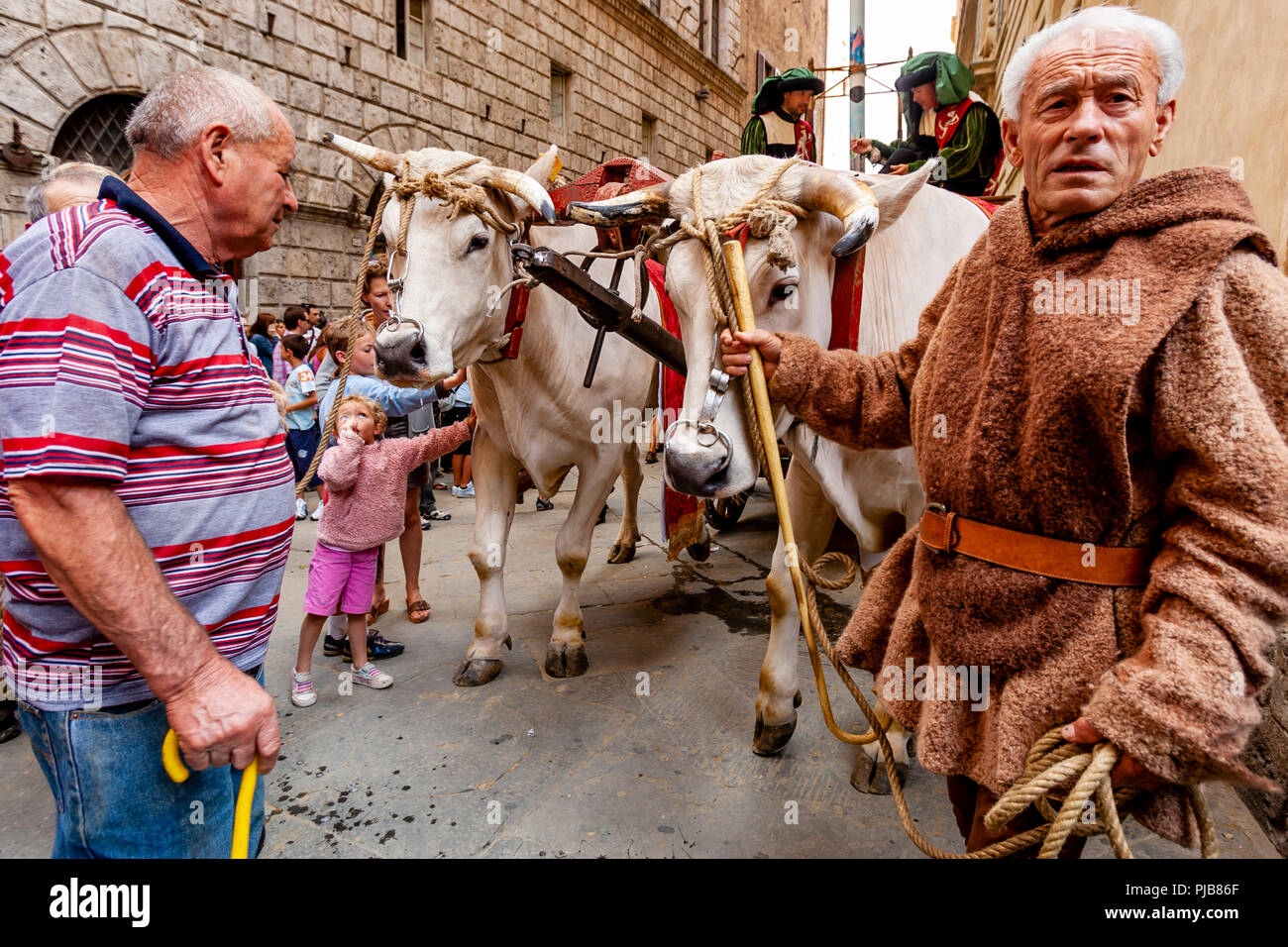 Die traditionelle "weißen Ochsen" sind durch die Straßen von Siena und der Palio di Siena, Siena, Italien vorgeführt Stockfoto