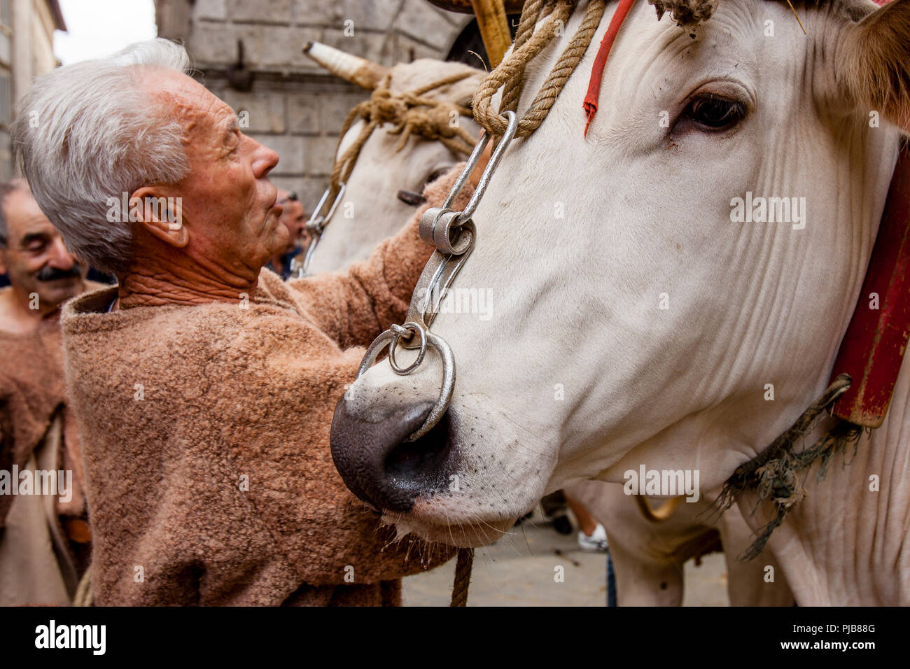 Die traditionelle "weißen Ochsen" sind durch die Straßen von Siena und der Palio di Siena, Siena, Italien vorgeführt Stockfoto