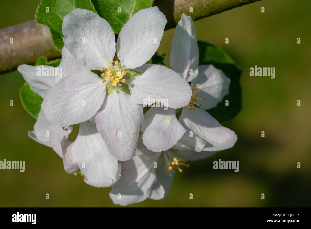 Birnbaum (Pyrus domestica), Blüten des Frühlings Stockfoto