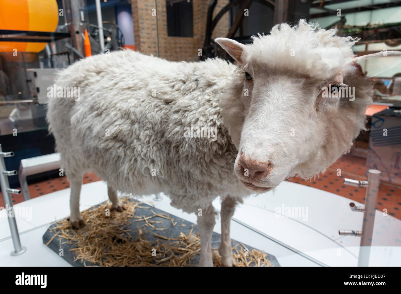 Das Schaf Dolly im National Museum of Scotland in Edinburgh, Großbritannien Stockfoto