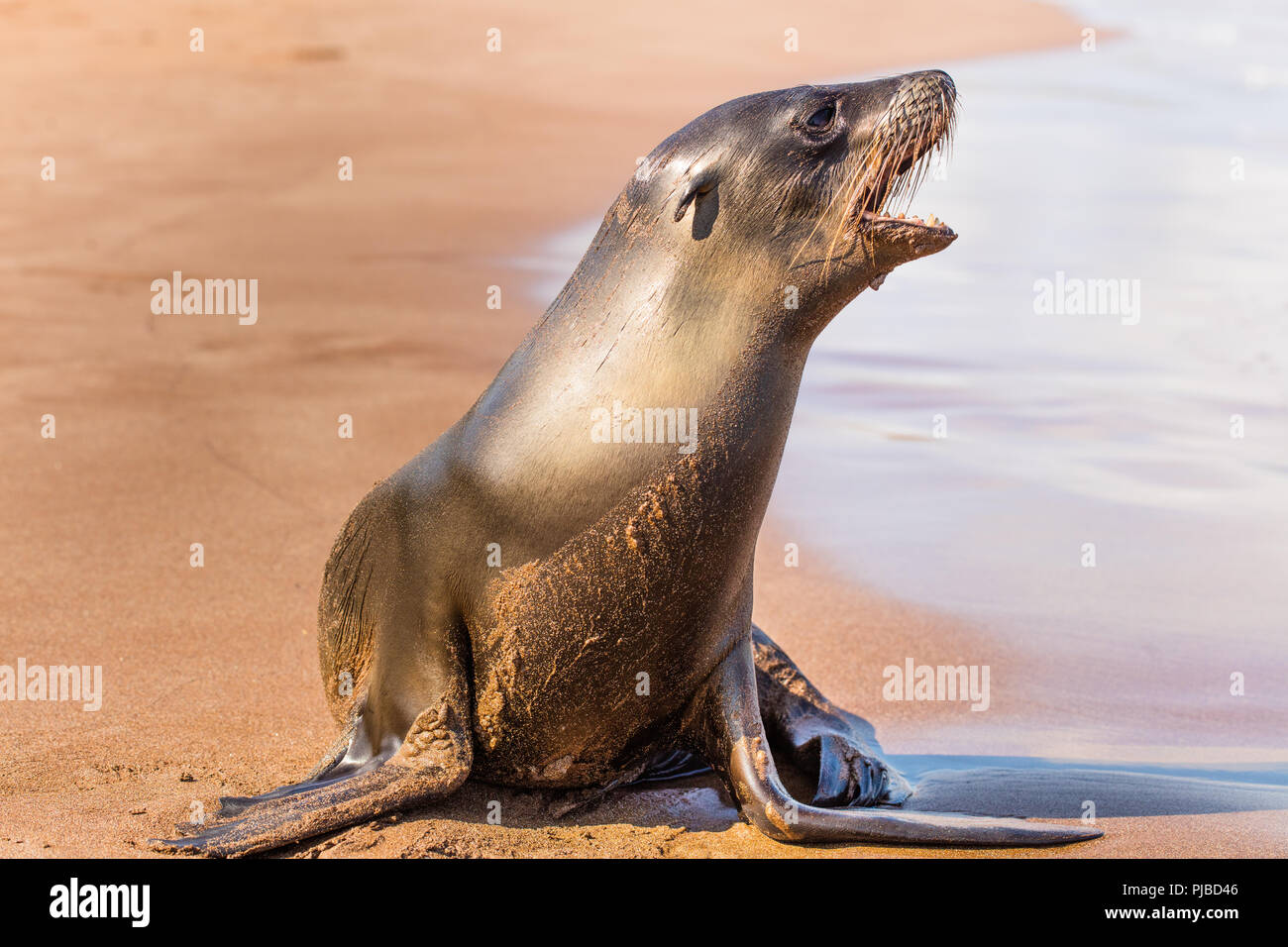 Galapagos sea lion pup ruft nach der Mutter. Isla Santiago, Galapagos, Ecuador. Stockfoto