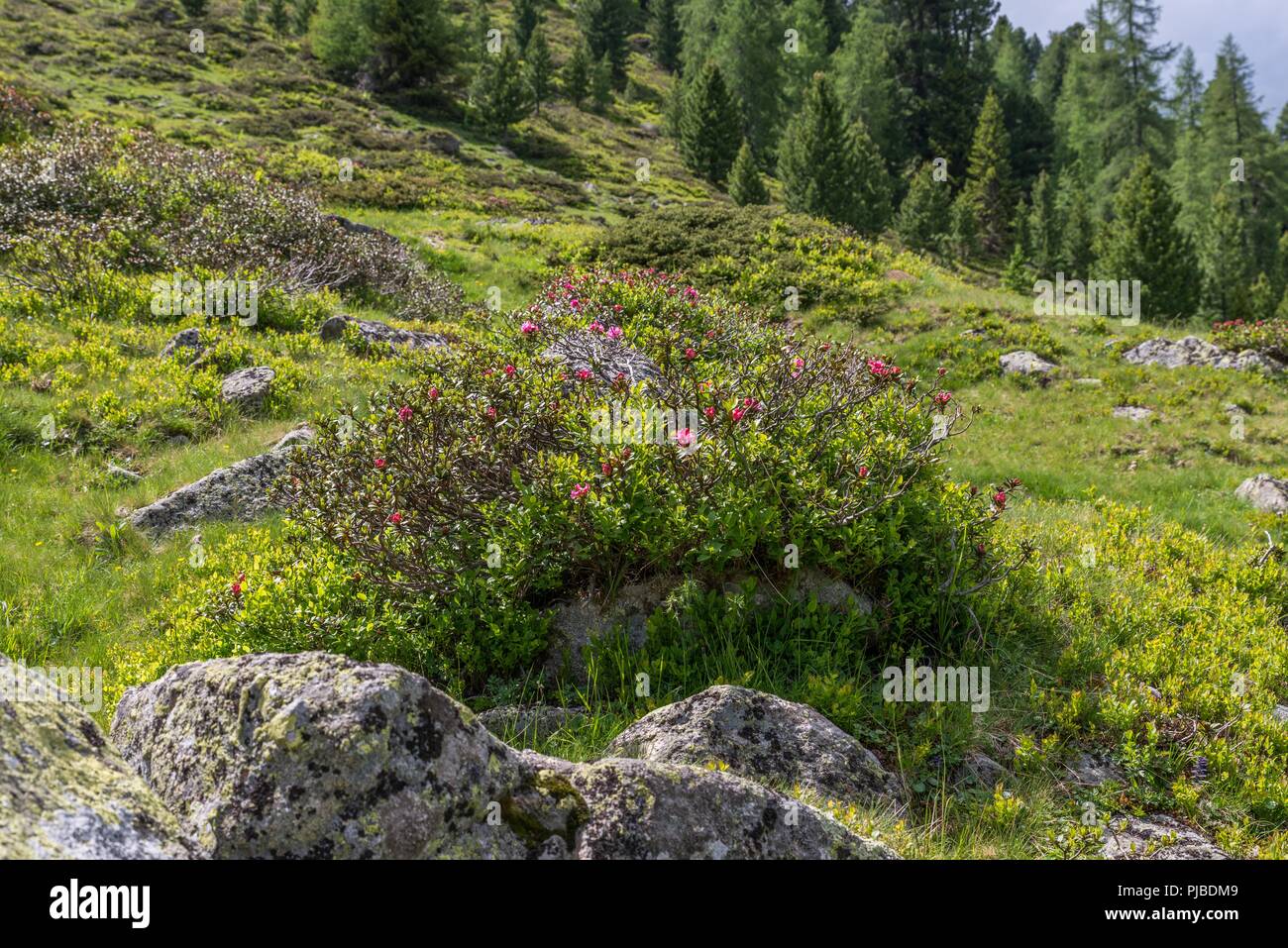 Rosenhügel österreich -Fotos und -Bildmaterial in hoher Auflösung – Alamy