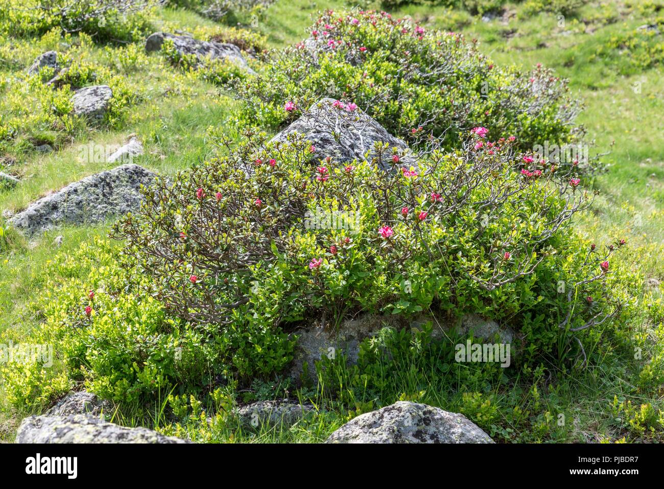 Rosenhügel österreich -Fotos und -Bildmaterial in hoher Auflösung – Alamy