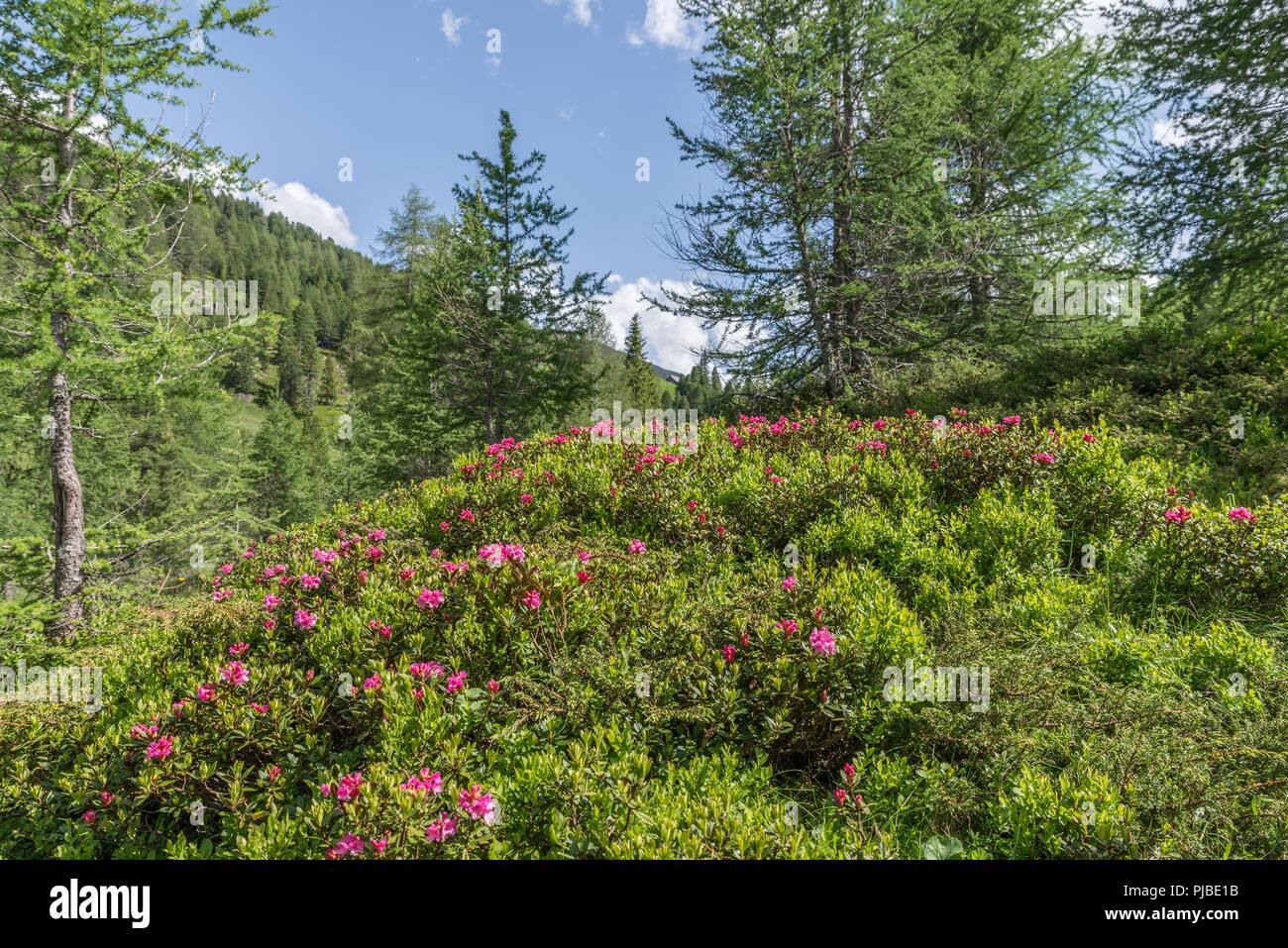 Rosenhügel österreich -Fotos und -Bildmaterial in hoher Auflösung – Alamy