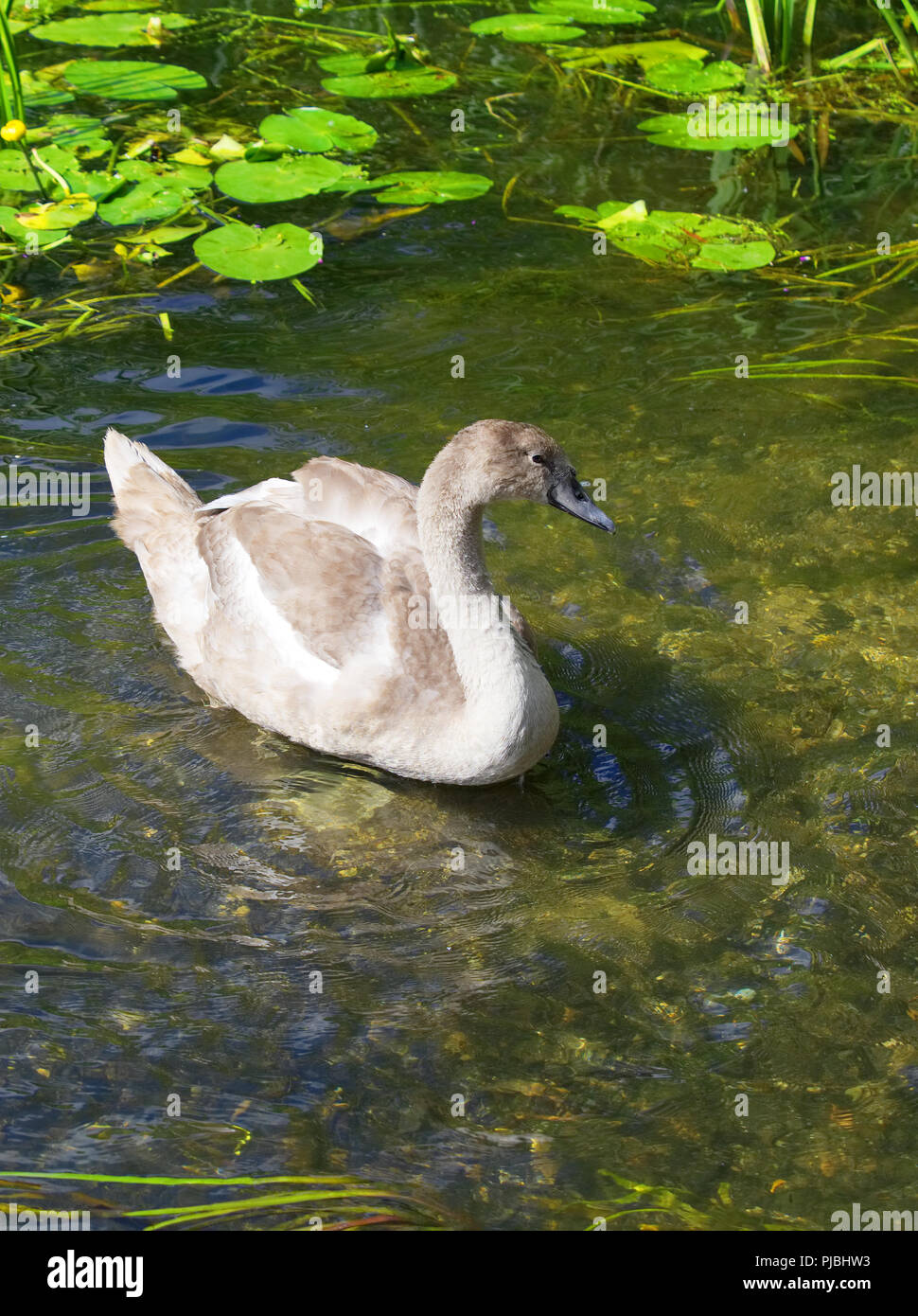 Mute swan Cygnet in den Untiefen des Flusses Avon, Avoncliff, Großbritannien Stockfoto