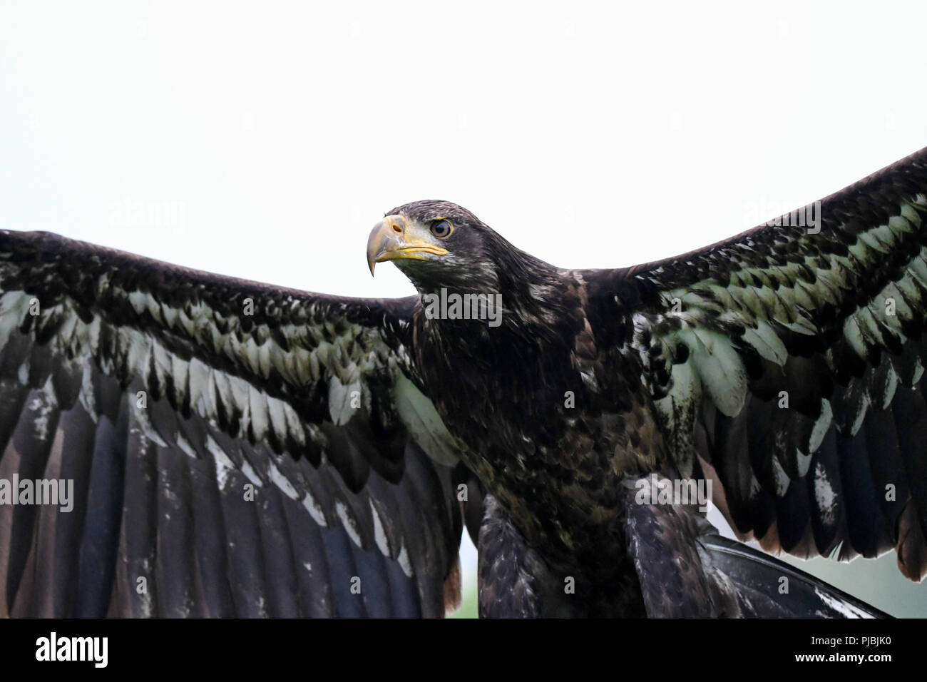 American Eagle 11. Stockfoto