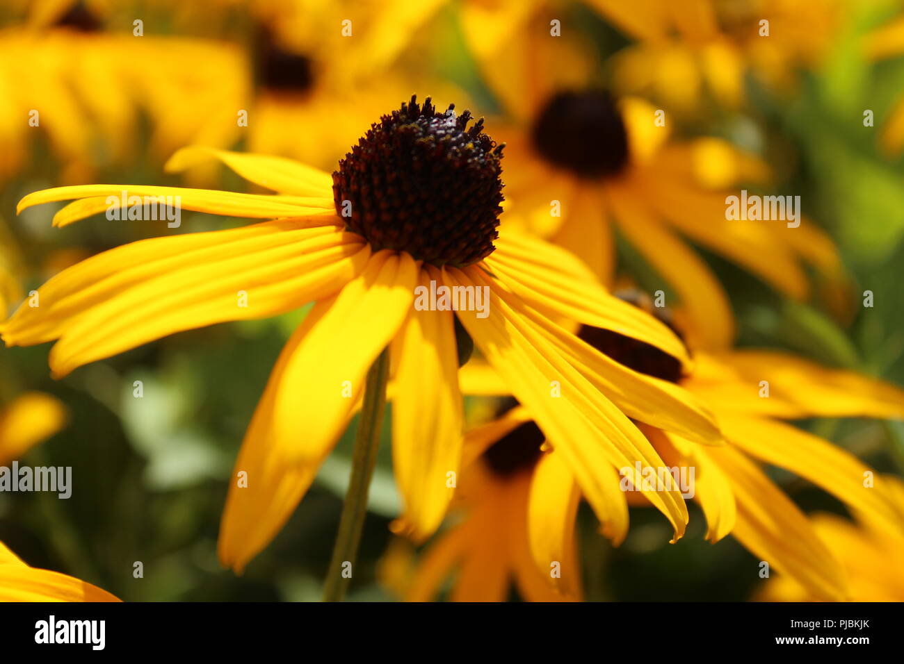 Black Eyed Susan closeup Stockfoto