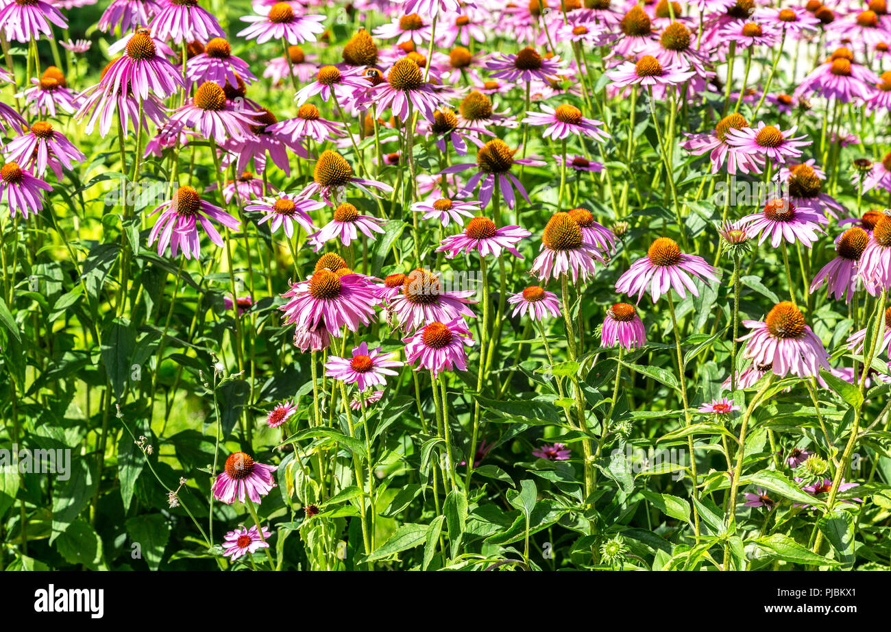 Rosa Echinacea-Blüten auf Grün Natur Hintergrund hautnah Stockfoto