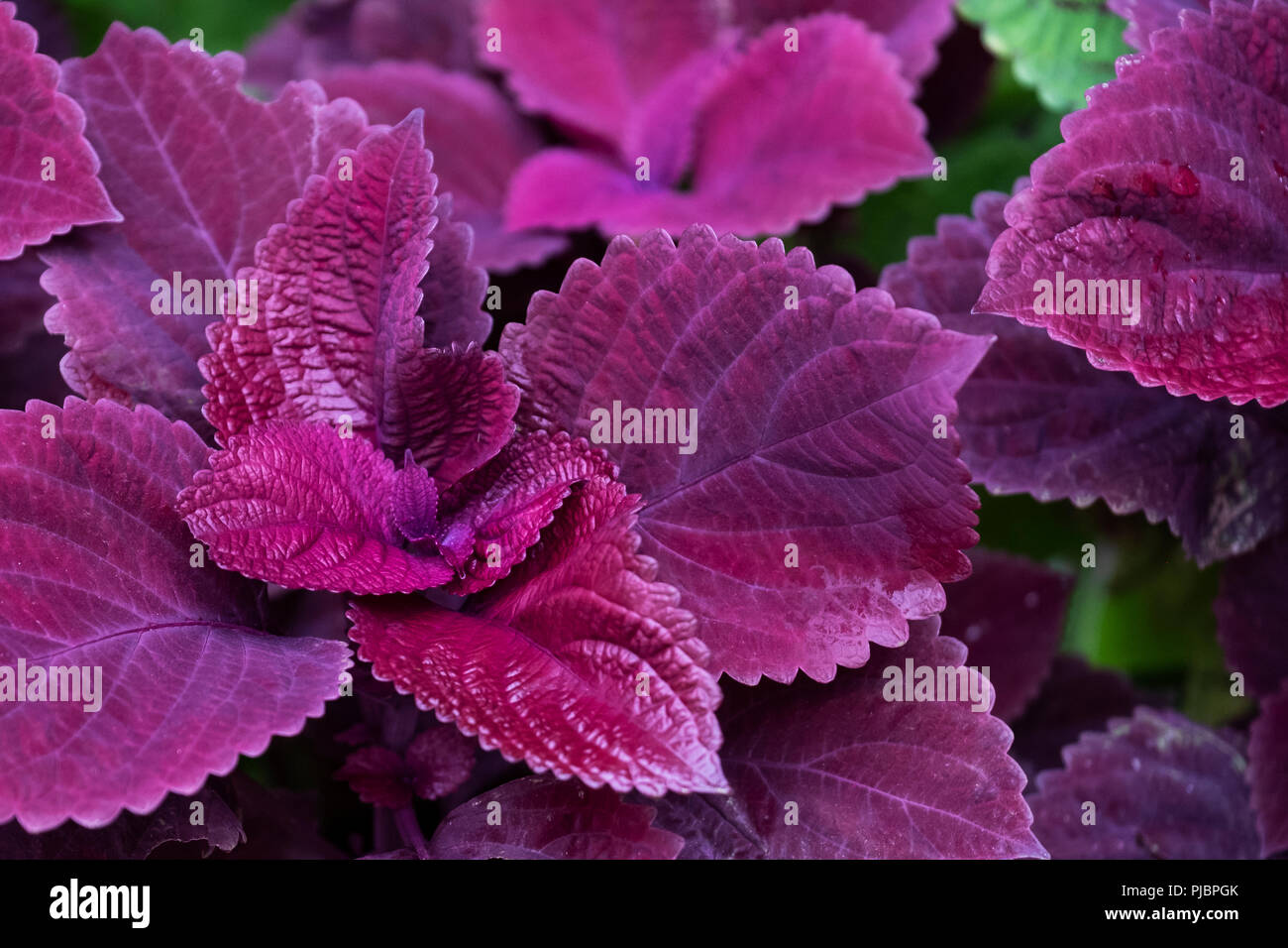 Coleus redhead closeup in einem Blumenbeet. Oklahoma, USA. Stockfoto