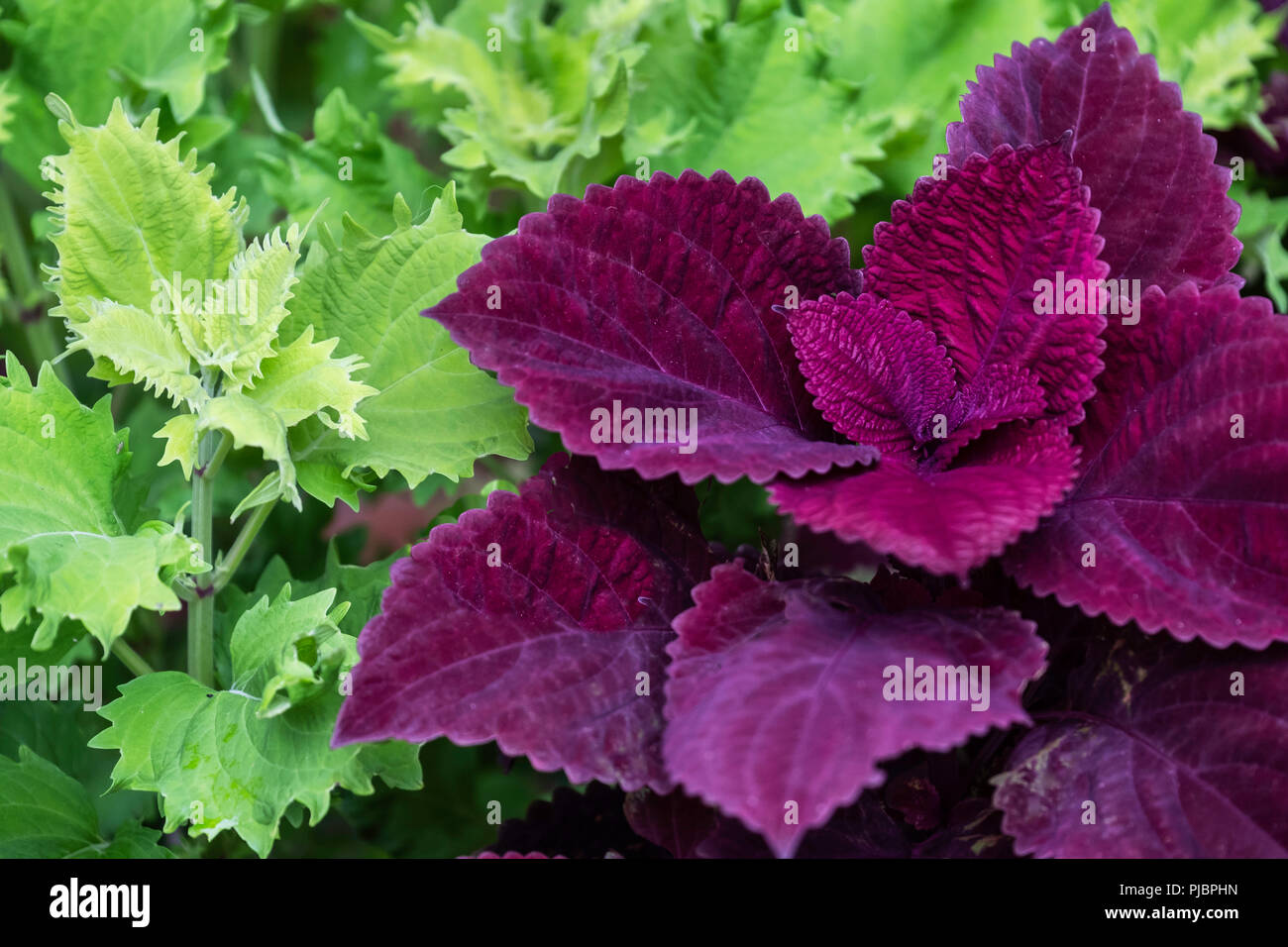Coleus redhead closeup in einem Blumenbeet. Oklahoma, USA. Stockfoto