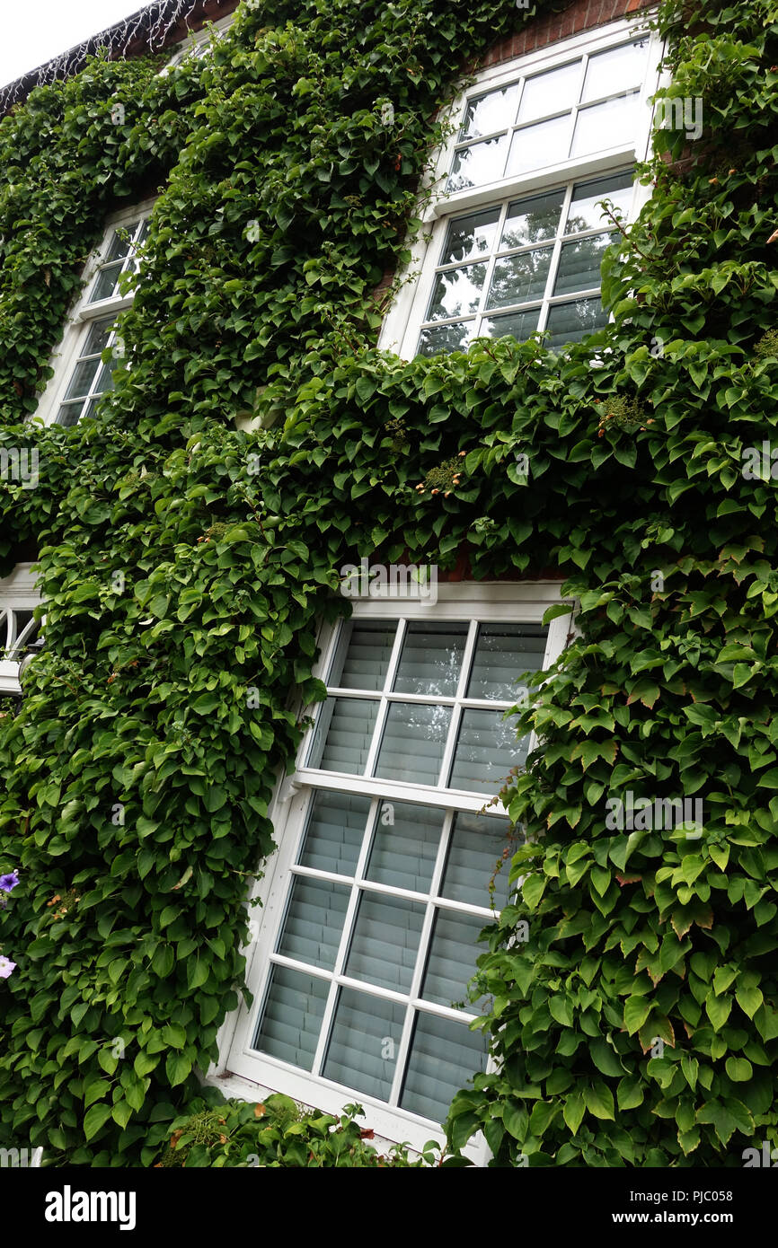 Efeu bedeckt mauerwerk -Fotos und -Bildmaterial in hoher Auflsung  Alamy