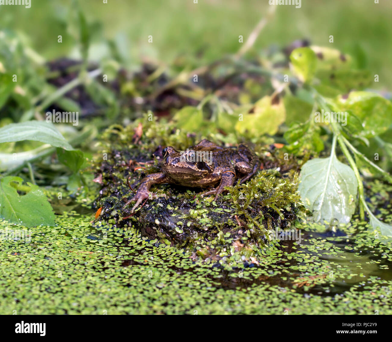 Gemeiner Brauner Frosch Stockfotos und bilder Kaufen Alamy