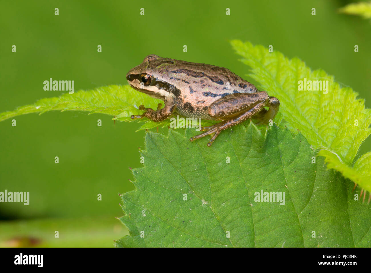 Pacific treefrog bei Frosch Marsh, Ankeny National Wildlife Refuge, Oregon Stockfoto