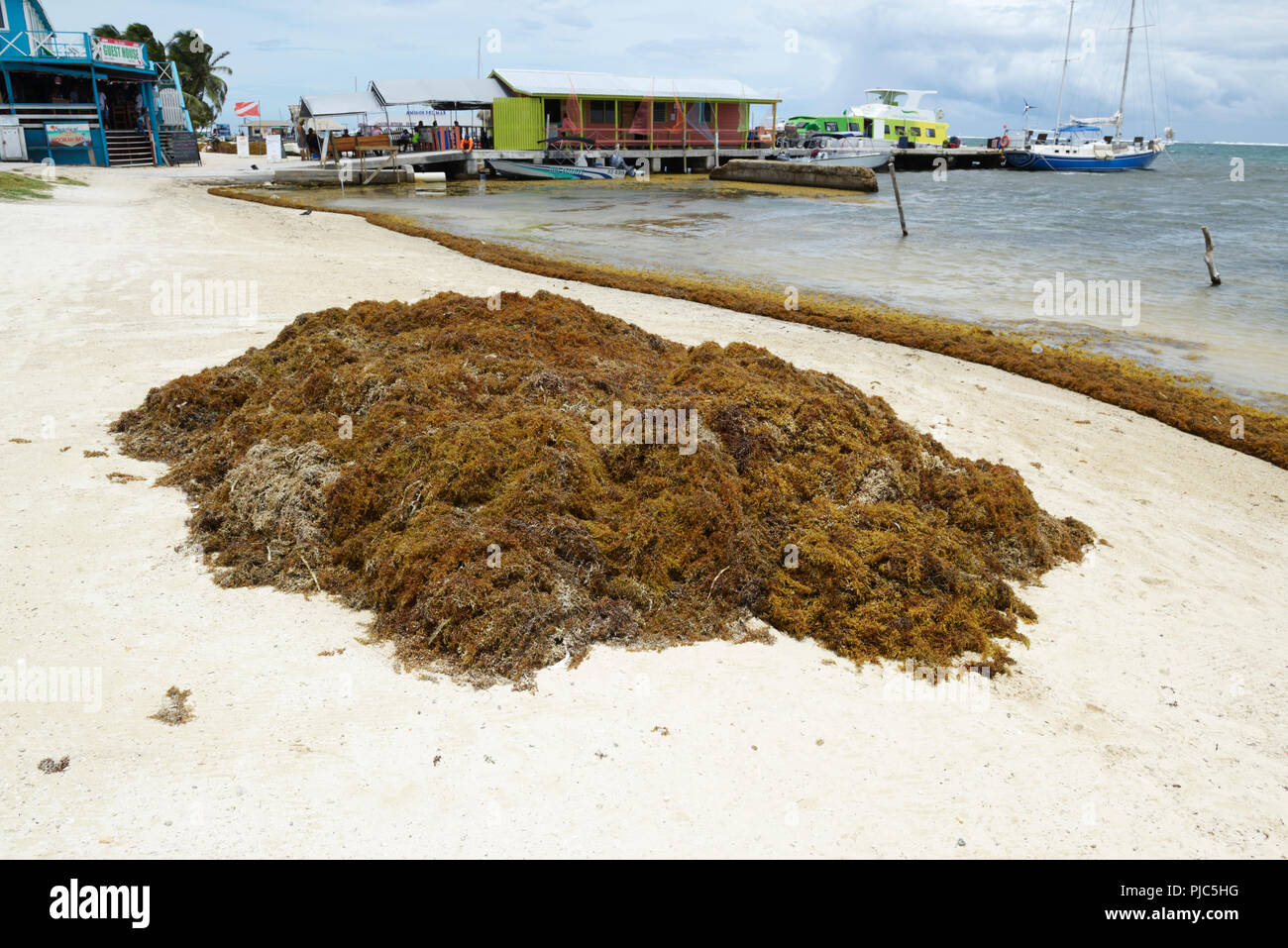 Sargassum Algen am Strand San Pedro, Ambergris Caye, Belize Blocklagerung Stockfoto