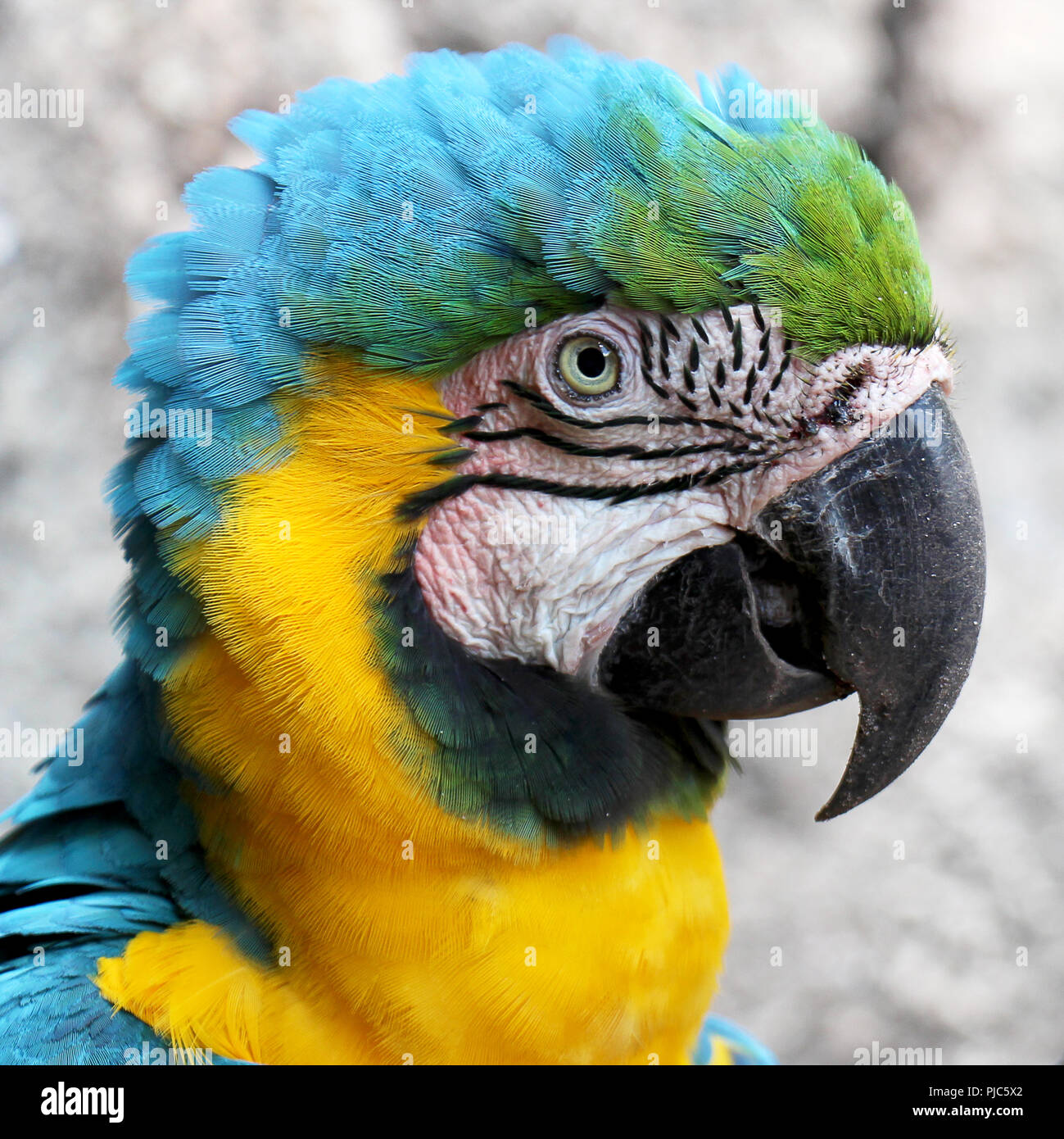 Kopf Detail der in Blau und Gold macaw Papageien (Ara Ararauna). Stockfoto