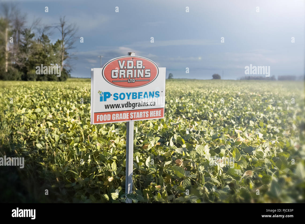 Am Ende eines Soyabohnefeld, sehen wir ein Zeichen, das sagt: 'V.O.D. Körner LTD, Food Grade beginnt hier" Stockfoto