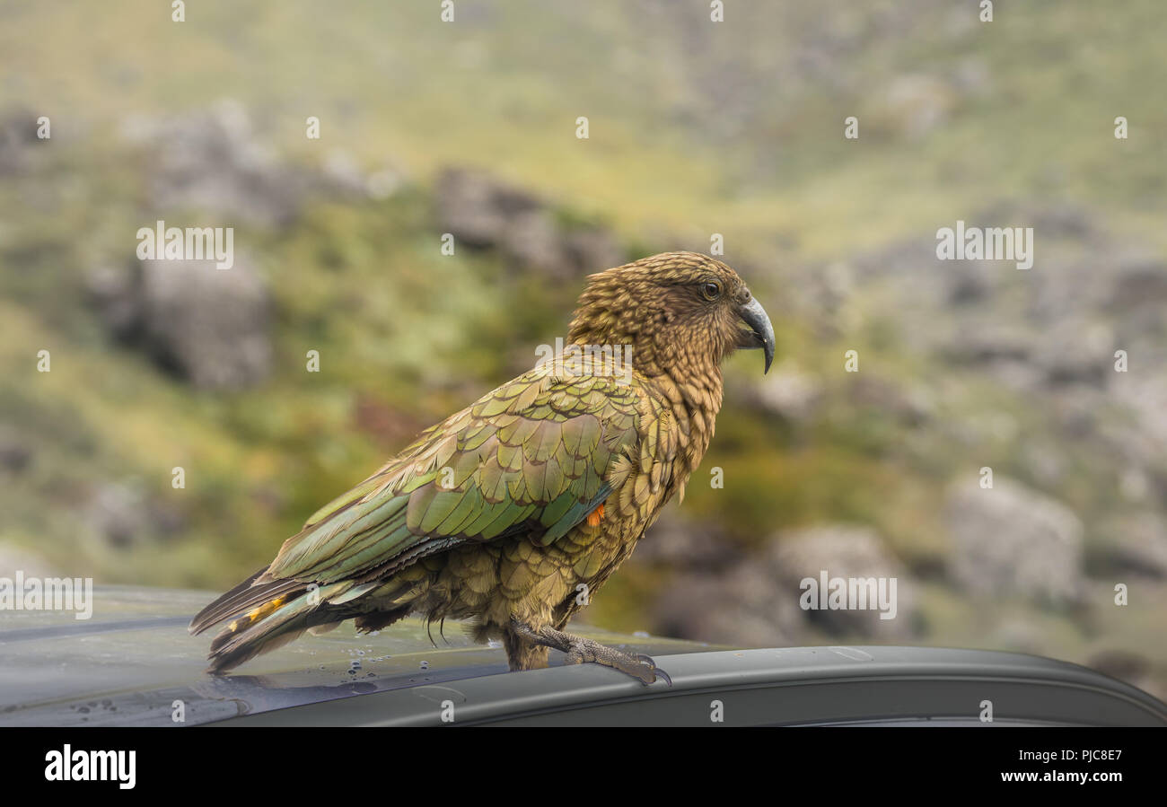 Die berühmten Kea Papageien- über die GPS-Antenne zu entfernen eine ahnungslose Touristen, Auto. Stockfoto