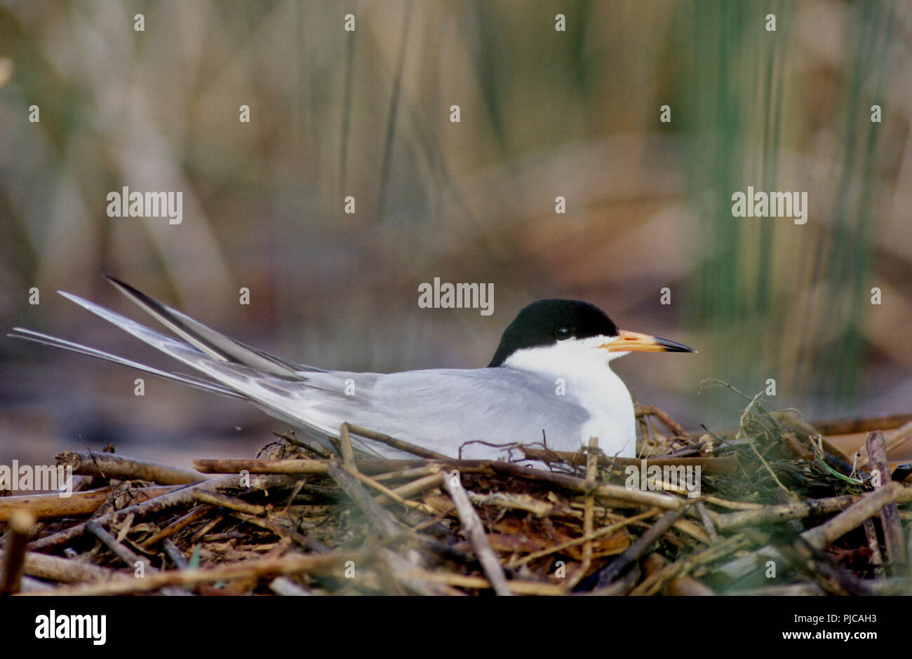 Forster tern (Sterna forsteri) am Nest in östliche Idaho Stockfoto