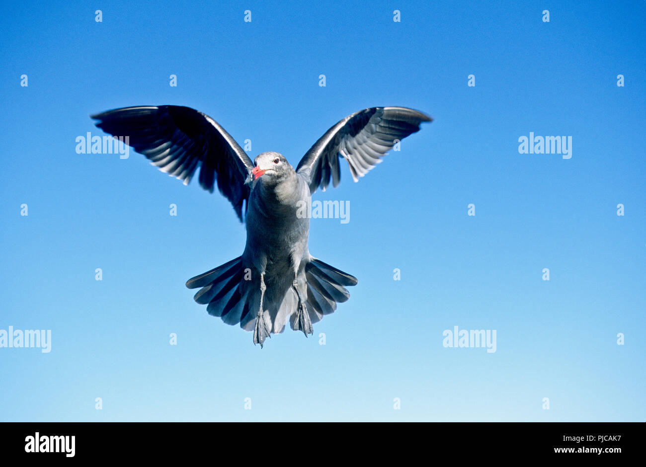 Juvenile Heermann's Möwe im Flug, Bahia Concepcion, Meer von Cortez, Baja California Sur, Mexiko Stockfoto