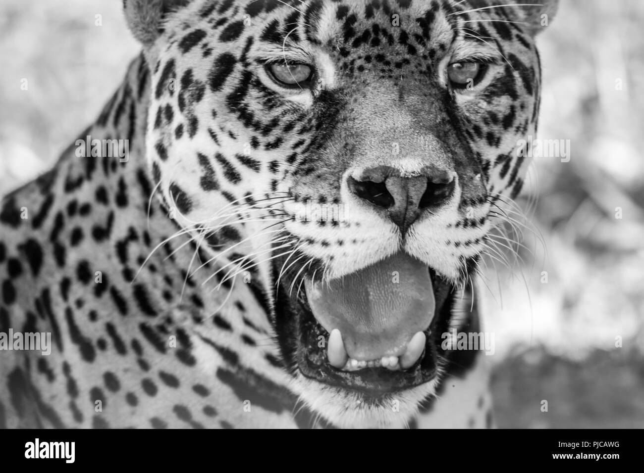 Leopard Portrait, Panthera Pardus, Fett contast in Schwarz und Weiß Stockfoto