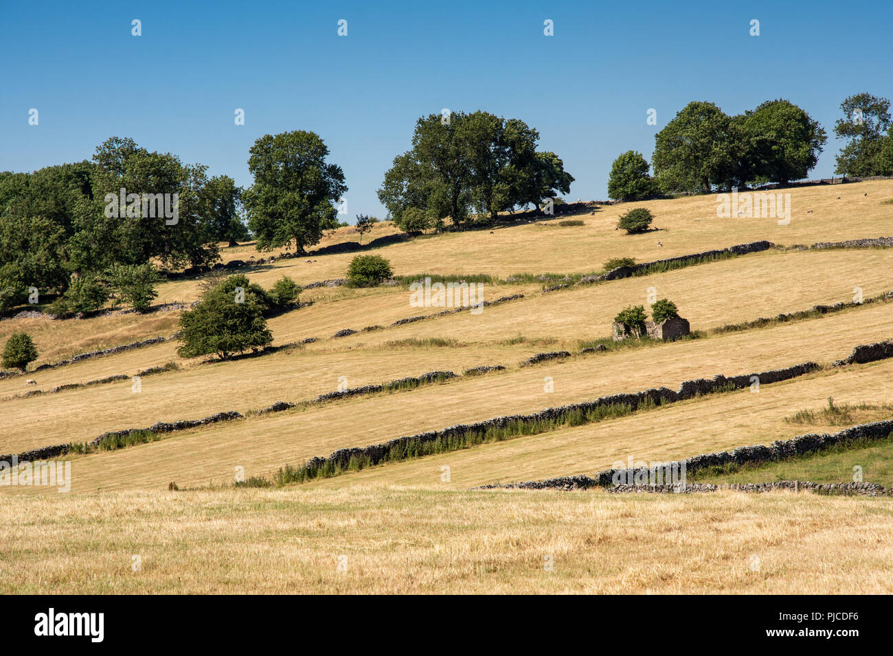 Die Reste des verfallenen Scheune stand inmitten von Feldern geerntete Heu und Schafe auf der Weide, die von traditionellen Trockenmauern in der Derbyshire Peak D markiert Stockfoto