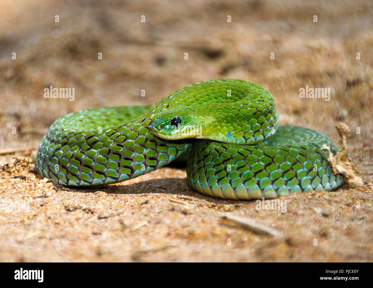 Die grünen Farben der samtig grünen Nacht Otter. Eine leicht giftige Viper Mitglied der Familie, die Amphibien in den nassen Wiesen jagt. Stockfoto