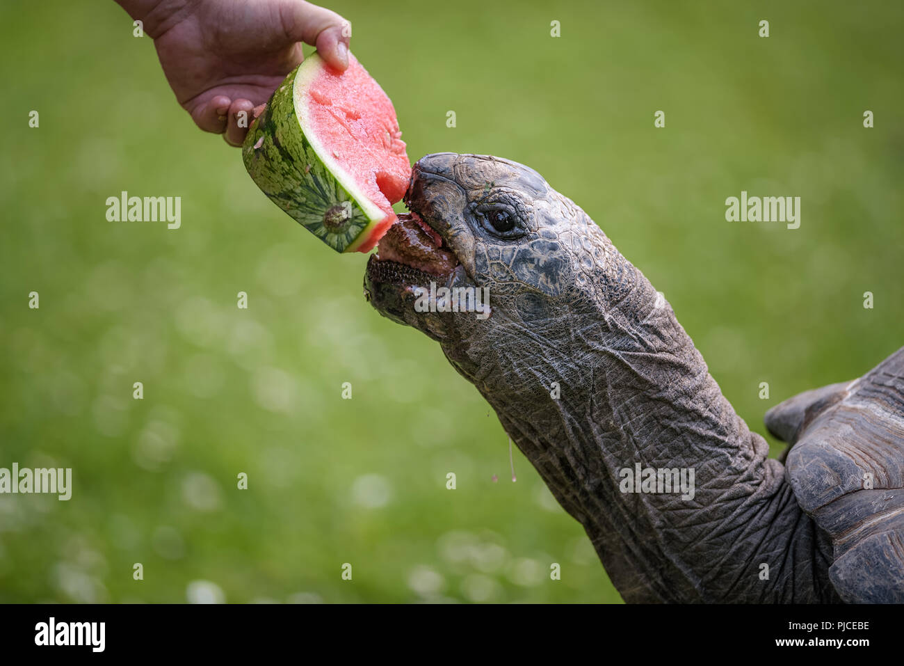 Hand eine riesige Schildkröte Fütterung mit einer Wassermelone Stockfoto